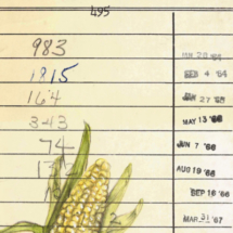 Heidi Pitre illustrates corn in colored pencil on William Faulkner's sanctuary library card