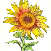 Heidi Pitre watercolor of a sunflower on a vintage library card. gifts for book lovers and librarians